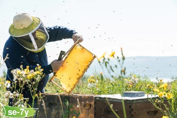 كيف يتم إنتاج العسل الأصلي؟