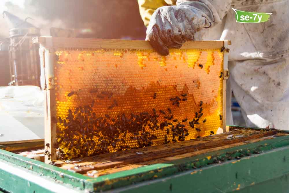 القيمة الغذائية لعسل السد